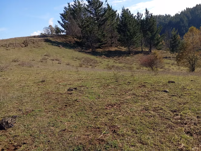 VENTA CAMPO EN NUEVA IMPERIAL, SECTOR QUILAMANZANOS - Imagen 21