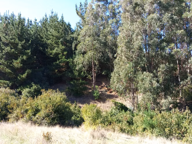 CARAHUE 15,5 HECTAREAS, PAPELES AL DIA
