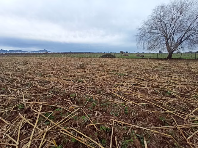 CAMPO AGRÍCOLA EN VENTA, TERRENO DE 58 HA, RÍO CLARO