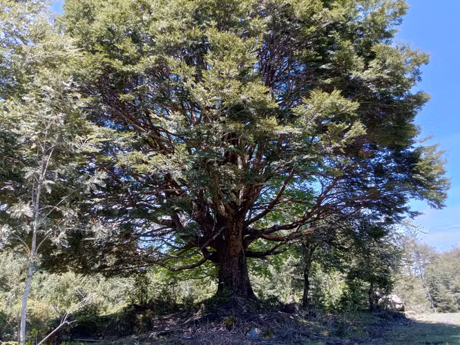 MARAVILLOSA NATURALEZA CASI VIRGEN 5000MTS EMPALME CERCA ROL