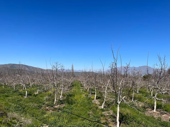 Venta de Parcelas Agrícolas en Plazuela, Quebrada de Herrera - Putaendo, Valparaíso