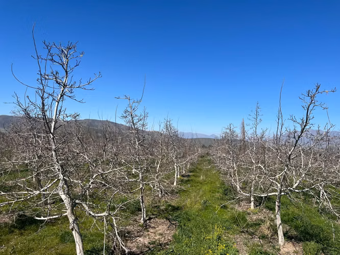 Venta de Parcelas Agrícolas en Plazuela, Quebrada de Herrera - Putaendo, Valparaíso