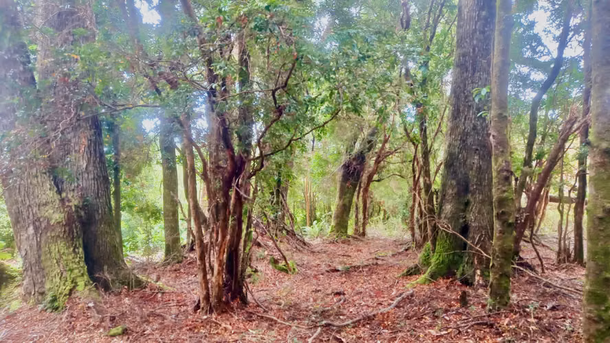 Parcela 5000m2 en Venta , Parque Campomar , Piedra Azul , a 15 minutos de Puerto Montt.