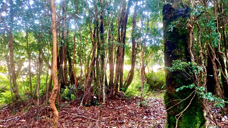 Parcela 5000m2 en Venta , Parque Campomar , Piedra Azul , a 15 minutos de Puerto Montt.