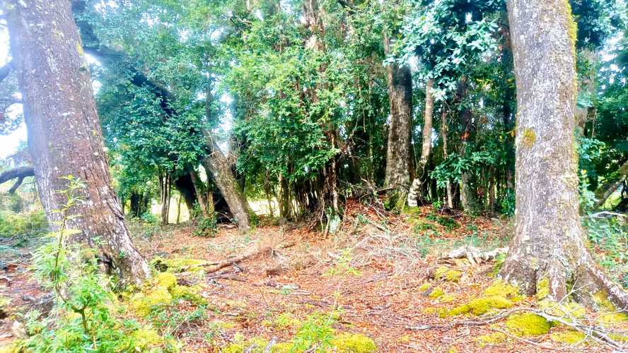 Parcela 5000m2 en Venta , Parque Campomar , Piedra Azul , a 15 minutos de Puerto Montt.