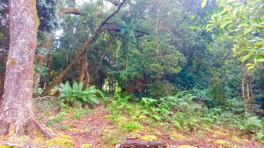 Parcela 5000m2 en Venta , Parque Campomar , Piedra Azul , a 15 minutos de Puerto Montt.