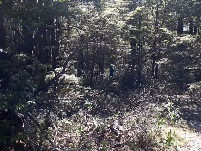 EXCELENTE SITIO 5.000 M2 EN CAMINO AL VOLCÁN, PUCÓN