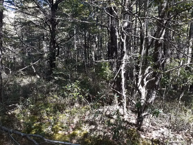 SITIO 5.000 M2 EN VENTA - CAMINO AL VOLCÁN, PUCÓN
