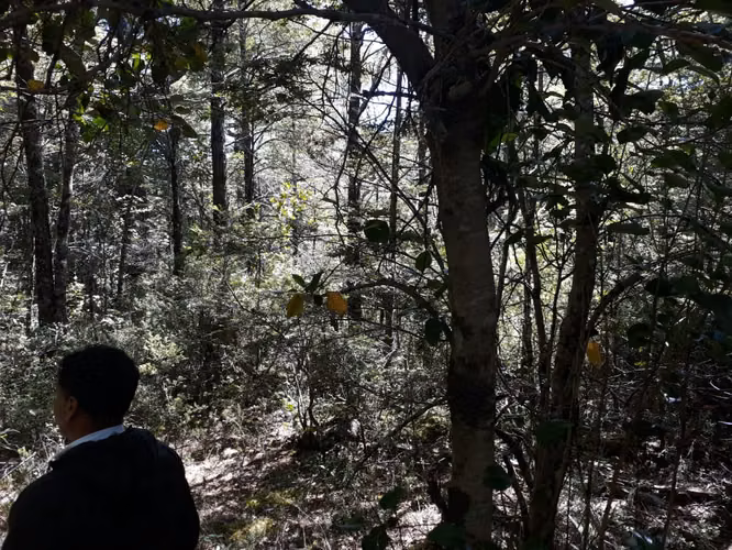 SITIO 5.000 M2 EN VENTA - CAMINO AL VOLCÁN, PUCÓN