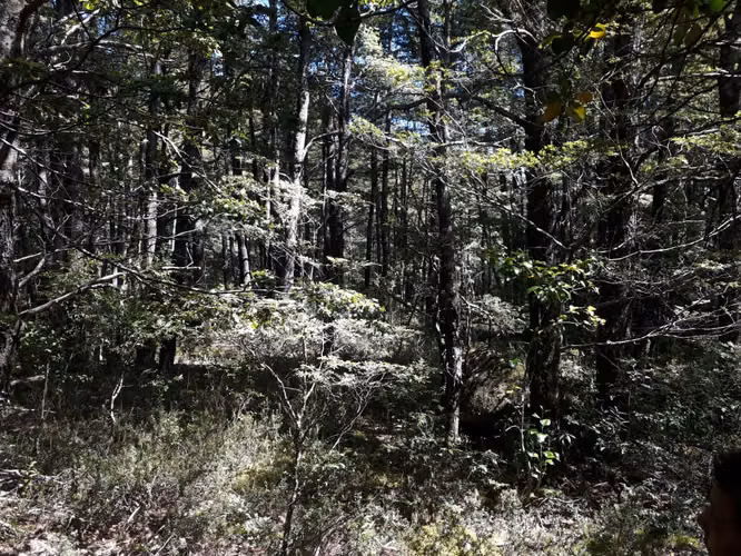 EXCELENTE SITIO 5.000 M2 EN CAMINO AL VOLCÁN, PUCÓN