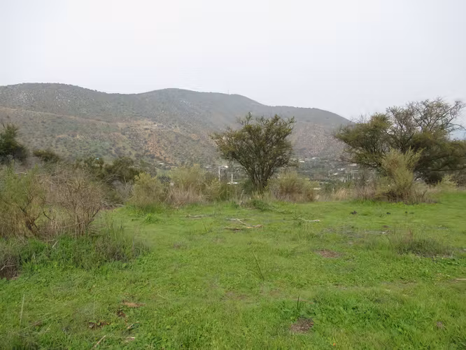HERMOSA PARCELA  , EL  MAQUII CURACAVÍ
