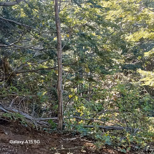 Parcela 5.000 m² en Parque Nauco, Pucón  precordillerano - Imagen 1