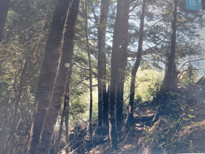 Parcela 5.000 m² en Parque Nauco, Pucón  precordillerano - Imagen 2