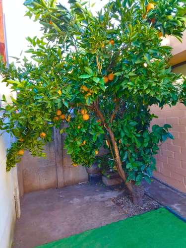 OPORTUNIDAD PRECIO REBAJADO CON NARANJAS - Imagen 7