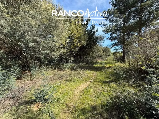 Parcela en venta en Quillón, acceso a estero, sector Chancal