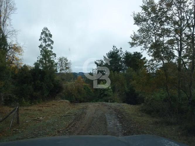 Inversion | Campo de 28,5 hectáreas con potencial Forestal