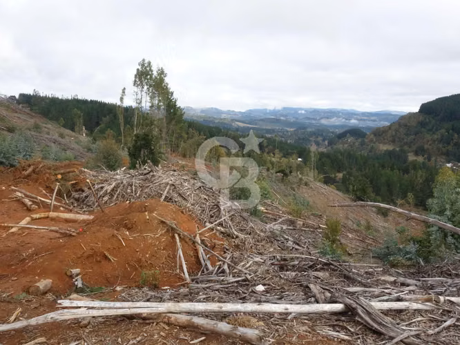 Inversion | Campo de 28,5 hectáreas con potencial Forestal