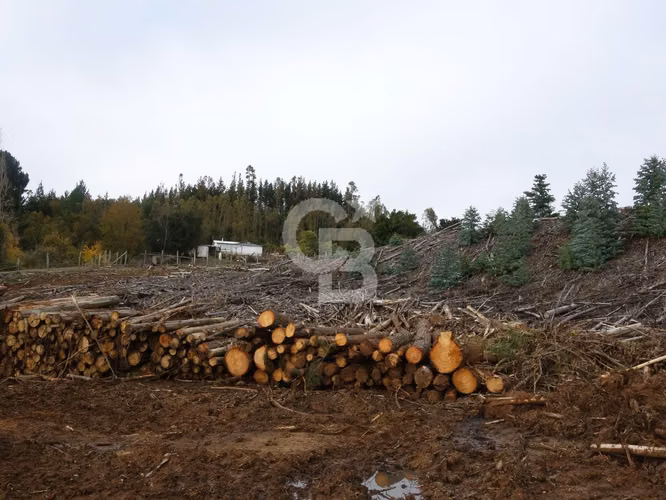 Inversion | Campo de 28,5 hectáreas con potencial Forestal