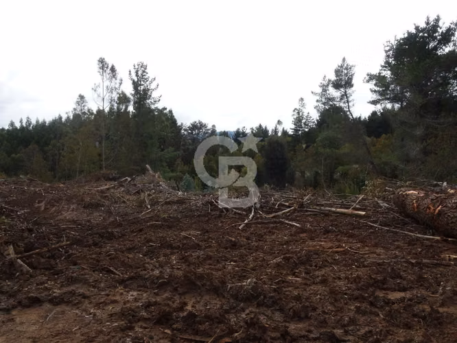 Inversion | Campo de 28,5 hectáreas con potencial Forestal