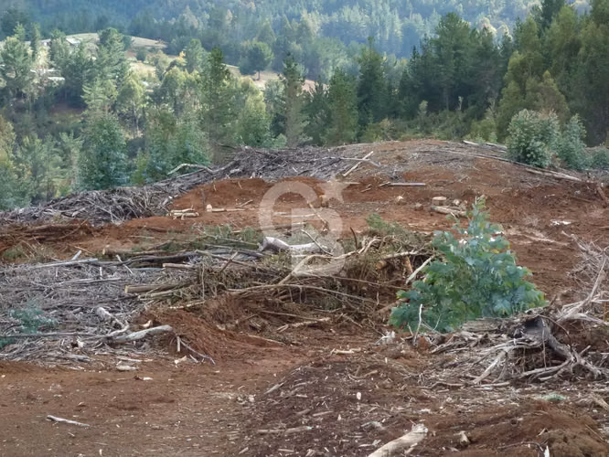 Inversion | Campo de 28,5 hectáreas con potencial Forestal