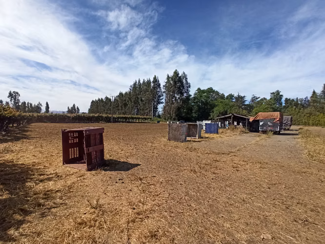 CAMPO VIÑEDO 68 HA EN VENTA, TENO