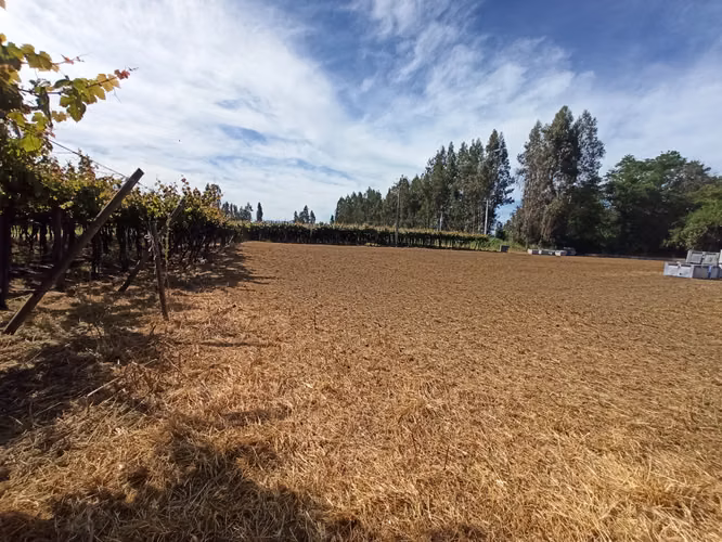 CAMPO VIÑEDO 68 HA EN VENTA, TENO