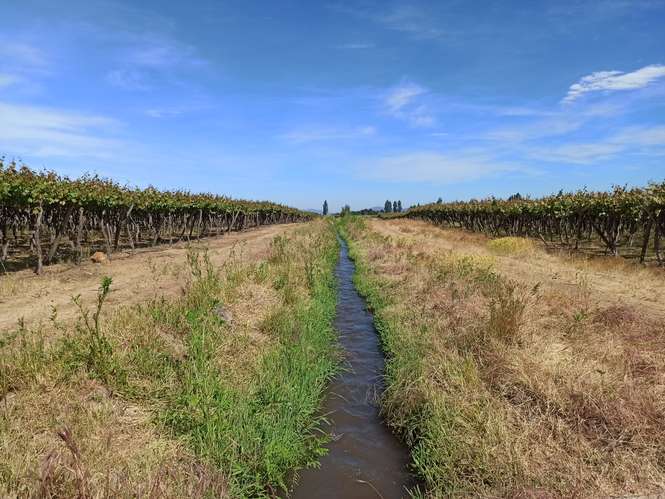 CAMPO VIÑEDO 68 HA EN VENTA, TENO