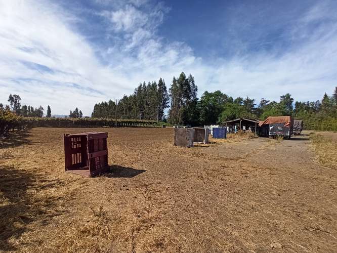 CAMPO VIÑEDO 68 HA EN VENTA, TENO