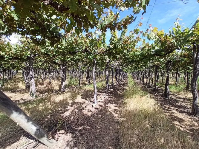 CAMPO VIÑEDO 68 HA EN VENTA, TENO