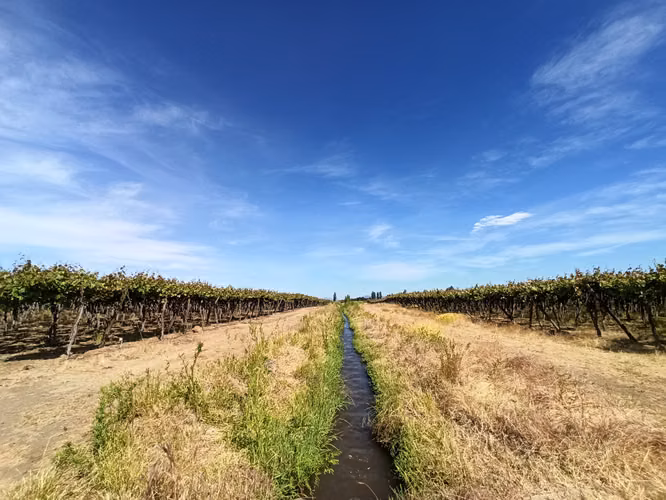 VIÑEDO DE 68 HA EN VENTA, PROPIEDAD AGRICOLA, TENO