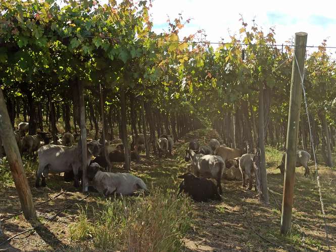 CAMPO VIÑEDO 68 HA EN VENTA, TENO