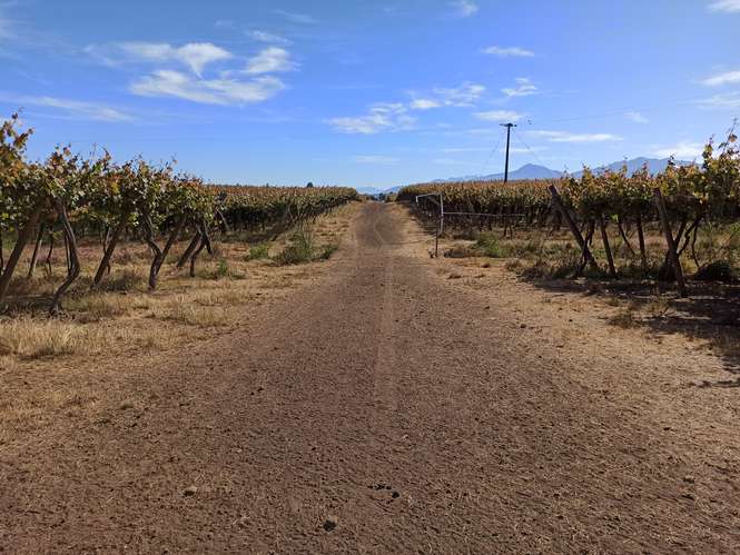 CAMPO VIÑEDO 68 HA EN VENTA, TENO