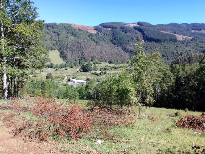 Vendo 21 Hectareas en Nueva Toltén, sector Boroa Norte
