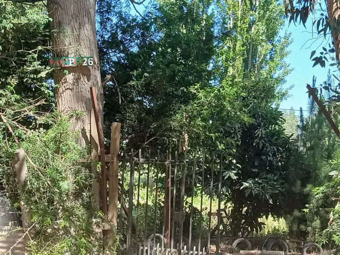Terreno y Parcela Melipilla Forestal (161951)
