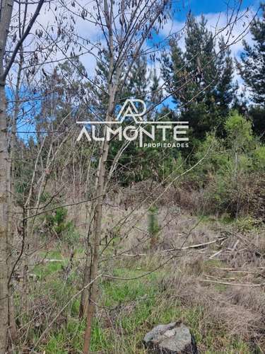 SE VENDE PARCELA 7500 MTS2 SECTOR CERRO NEGRO QUILLÓN - Imagen 21