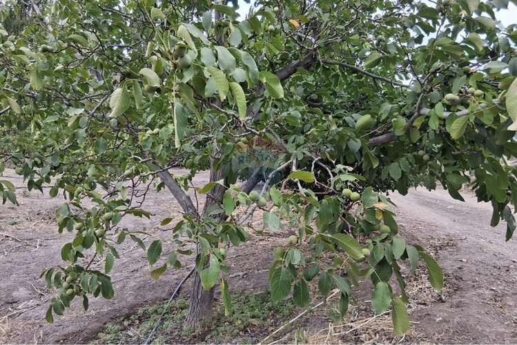 Complejo turístico y agrícola de 28 hectáreas