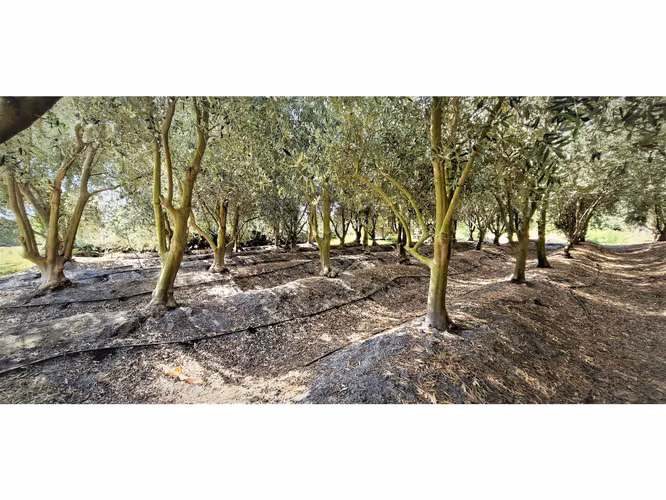 Venta de parcela de 5.000 m2., en venta en San Isidro, Quillota. Árboles  en producción. 3.139 UF