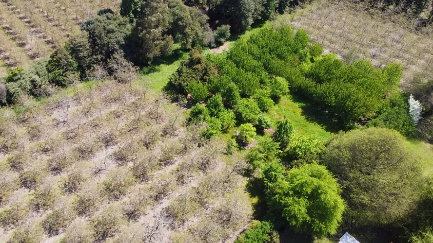 VENTA PARCELAS CON ARBOLES FRUTALES  EN EL TIJERAL, ANGOL - Imagen 7