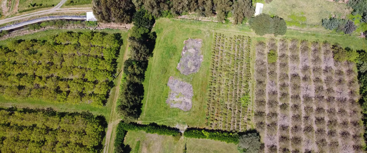 VENTA PARCELAS CON ARBOLES FRUTALES  EN EL TIJERAL, ANGOL - Imagen 5