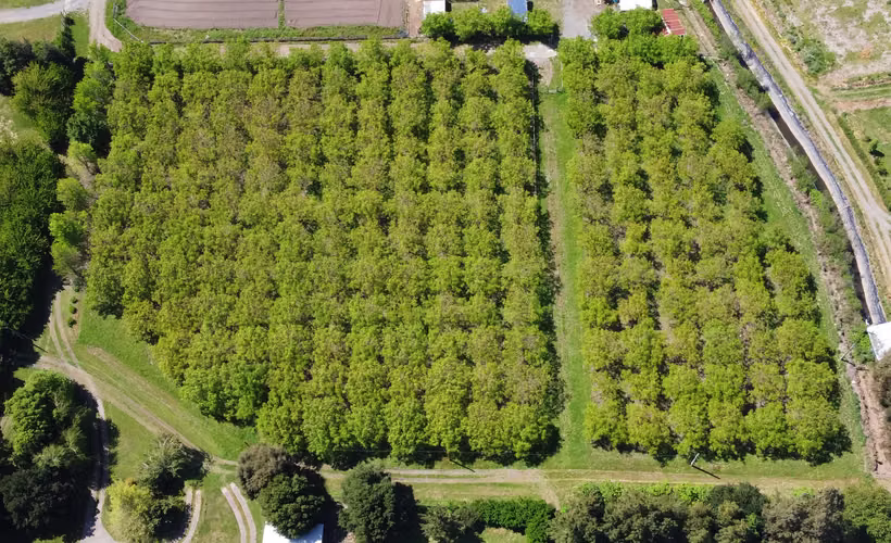VENTA PARCELAS CON ARBOLES FRUTALES  EN EL TIJERAL, ANGOL - Imagen 3