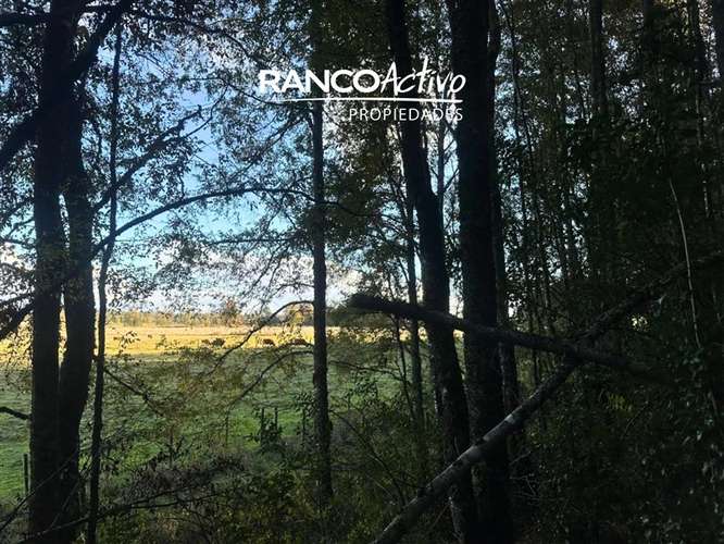 En venta hermosa parcela en Futrono con vista y bosque