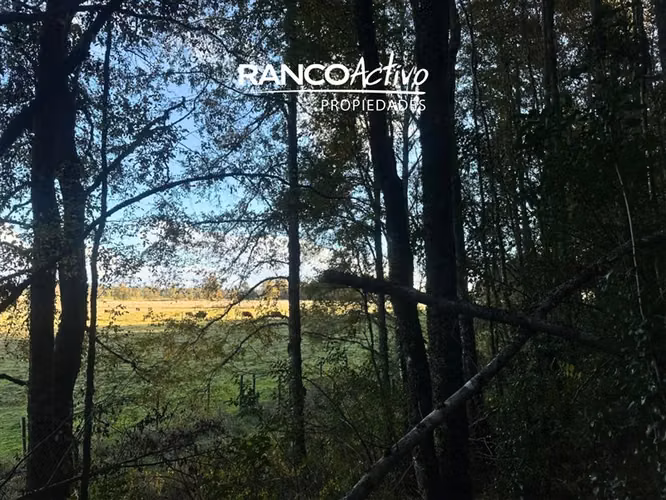 En venta hermosa parcela en Futrono con vista y bosque