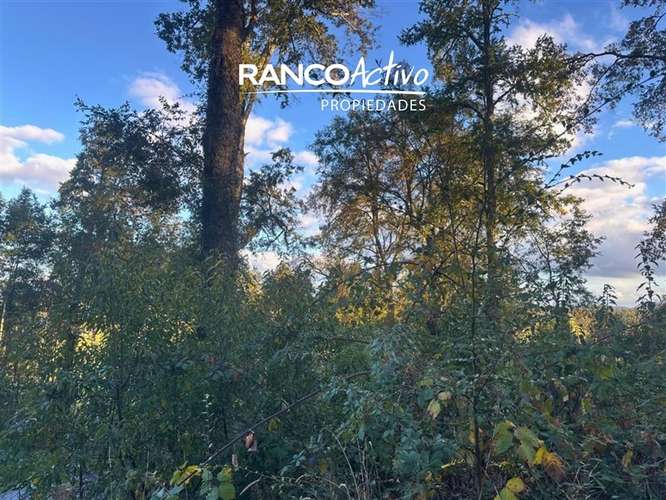 En venta hermosa parcela en Futrono con vista y bosque