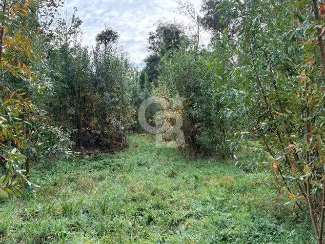 Exclusiva Parcela con Bosque Nativo