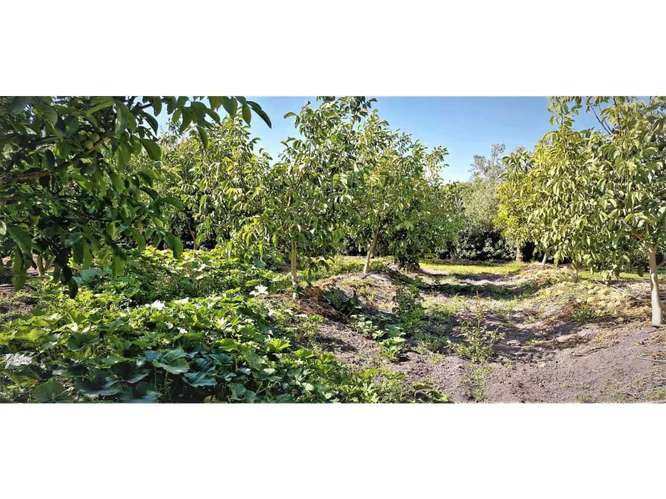 Venta de parcela con frutales en San Isidro (162525) - Imagen 12