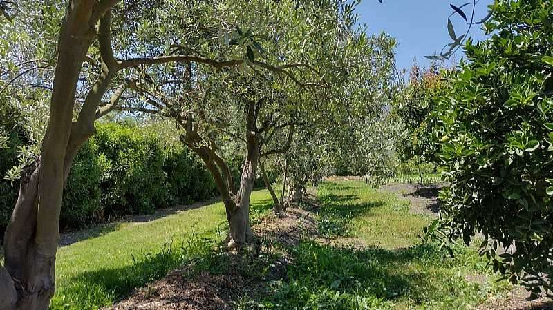 Venta de parcela con frutales en San Isidro (162525) - Imagen 4