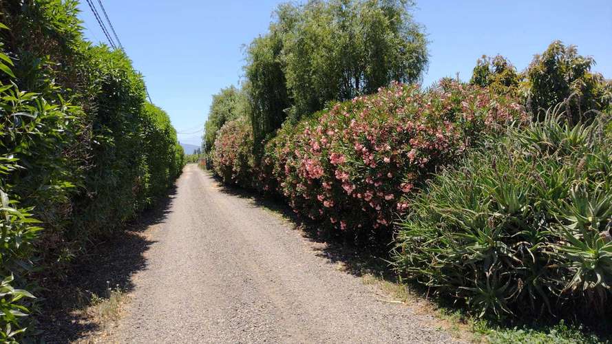 Venta de parcela con frutales en San Isidro (162525) - Imagen 6