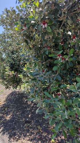 Venta de parcela con frutales en San Isidro (162525) - Imagen 5