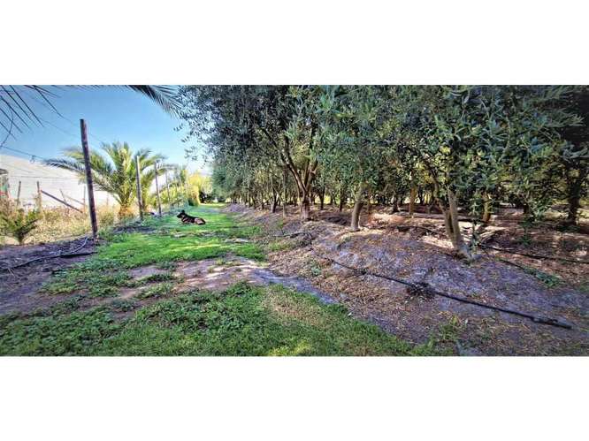 Venta de parcela con frutales en San Isidro (162525) - Imagen 15