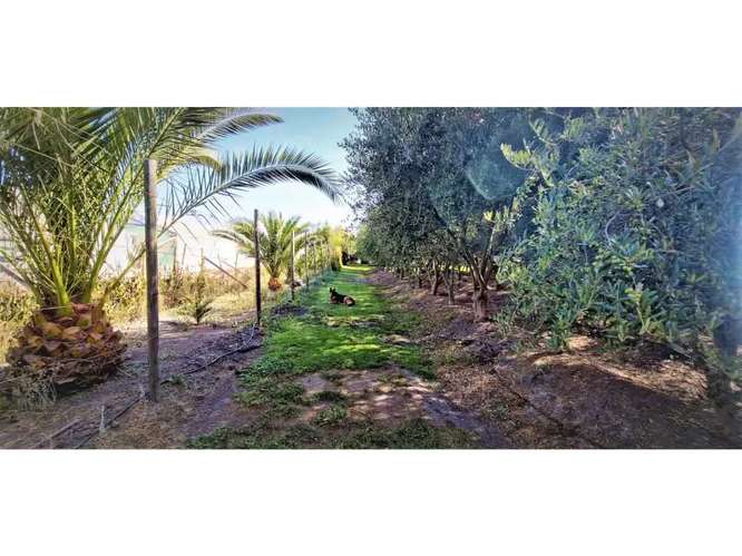 Venta de parcela con frutales en San Isidro (162525) - Imagen 13